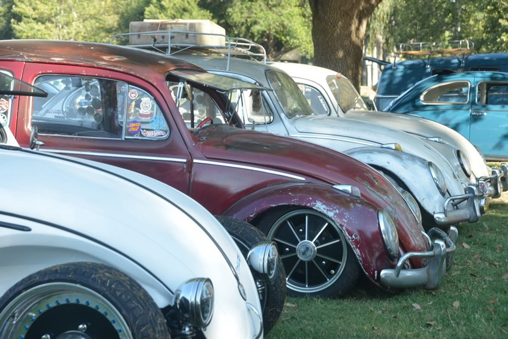 Lineup of classic Volkswagen Beetles in multiple colors parked on the grass under trees at the El Prado VW Show & Shine
